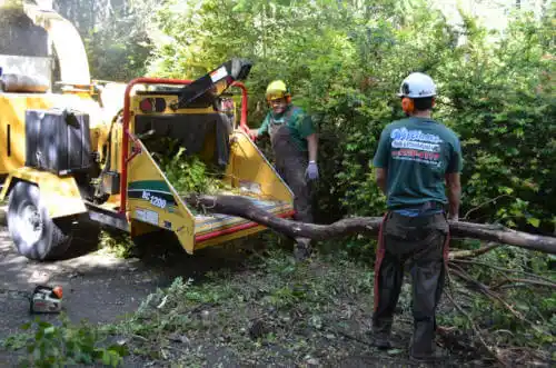 tree services Loyalton